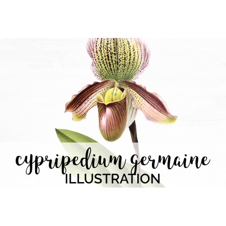Cypripedium Germaine