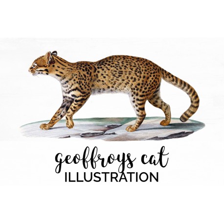 Geoffroys cat