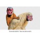 Bald Uakari New World Monkey