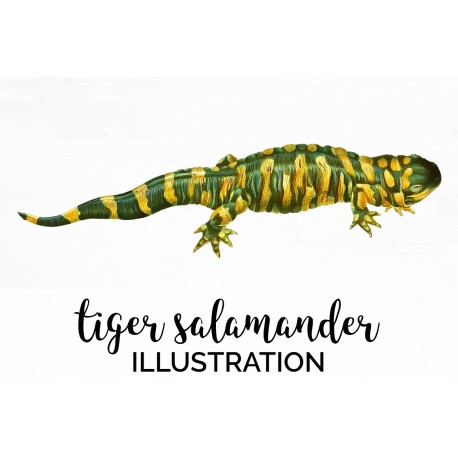 Tiger Salamander