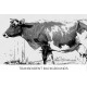 Jersey Cow Duchess