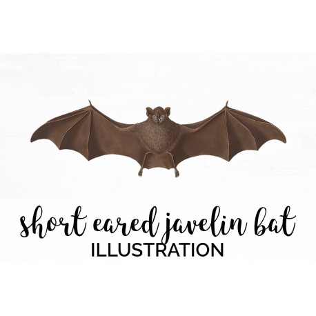 Short Eared Javelin Bat