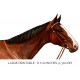 Bay Horse Spearmint