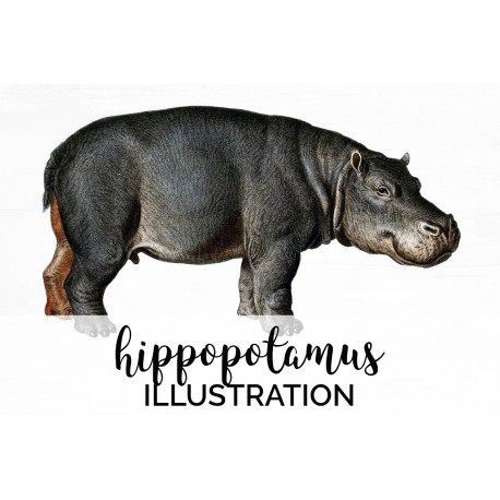 Hippopotamus