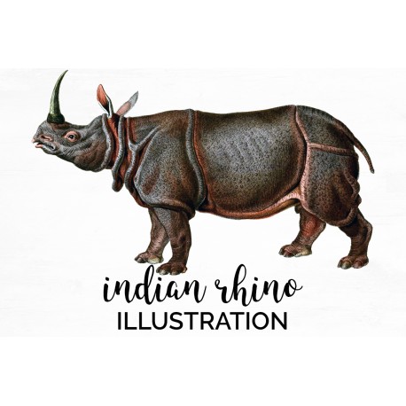 Indian Rhino