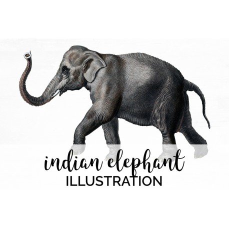 Indian Elephant