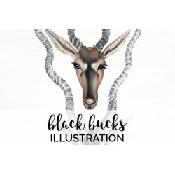 Black Bucks