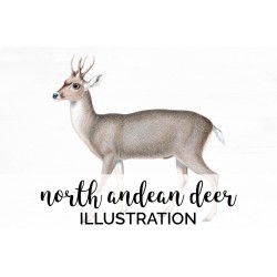 North Andean Deer