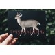 North Andean Deer