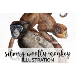 Silvery Woolly Monkey