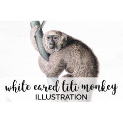 White eared titi Monkey