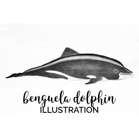 Benguela Dolphin