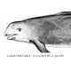 Rissos dolphin