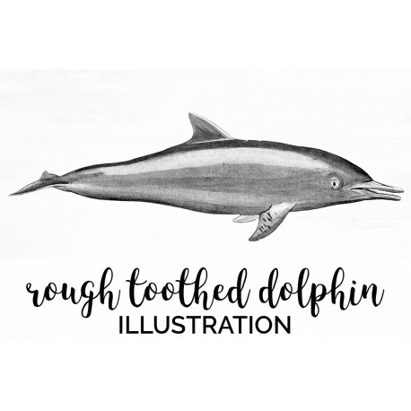 Rough toothed Dolphin