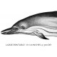 Short Beaked Common Dolphin