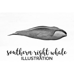 Southern RIght Whale