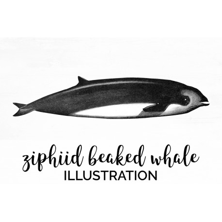 Ziphiid Beaked Whale