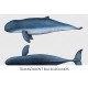 Irrawaddy dolphin