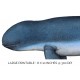 Irrawaddy dolphin