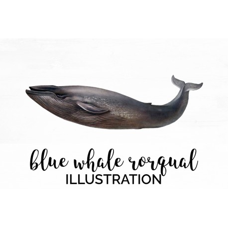 Blue Whale Rorqual
