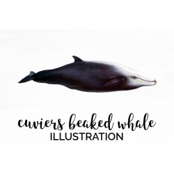 Cuviers Beaked Whale