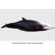 Cuviers Beaked Whale