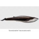 Fin Whale Rorqual