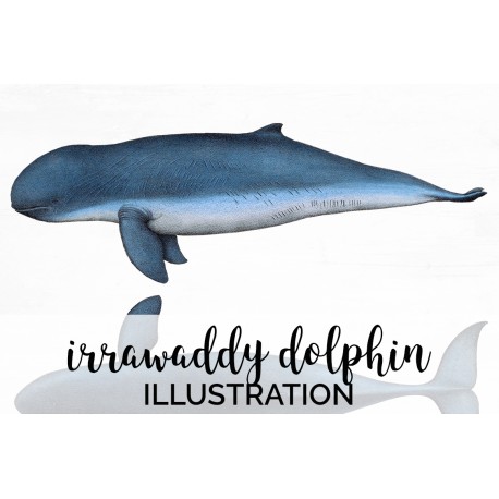 Irrawaddy dolphin