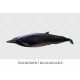 Sowerbys Beaked Whale