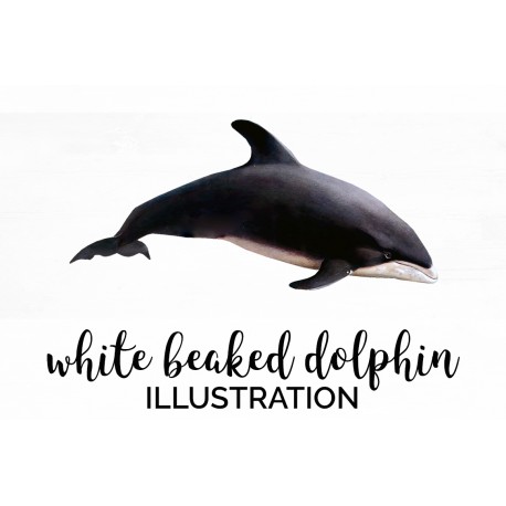 White Beaked Dolphin