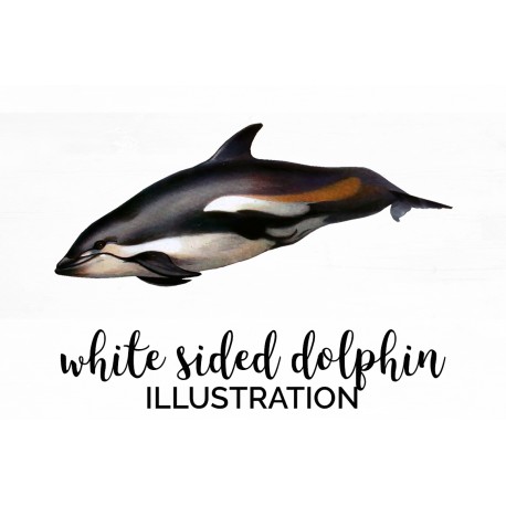 White sided Dolphin