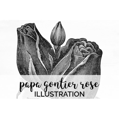 Papa Gontier Rose