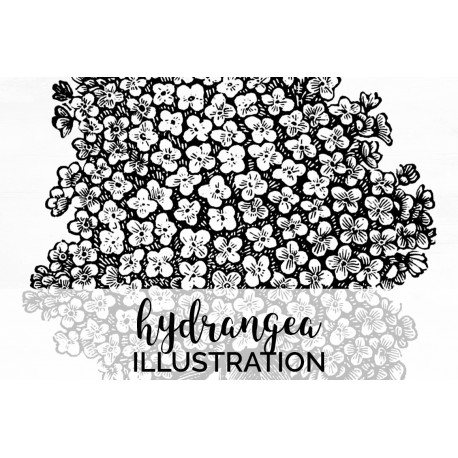 Hydrangea