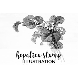 Hepatica Stamp