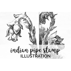 Indian Pipe Stamp