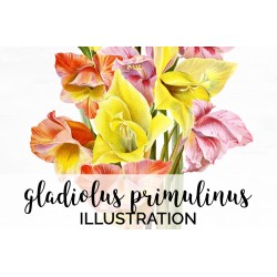 Gladiolus Primulinus