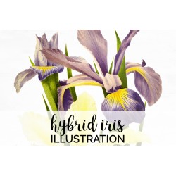 Hybrid Iris