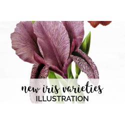 New Iris Varieties
