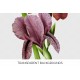 New Iris Varieties
