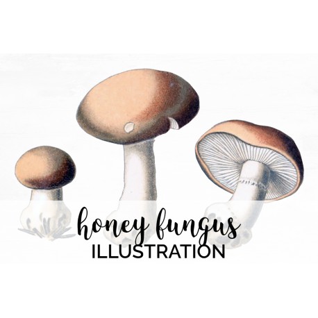 Honey Fungus