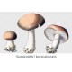 Honey Fungus