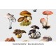 Bitty Mushrooms 03