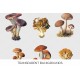 Bitty Mushrooms 01