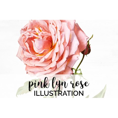Pink Lyn Rose