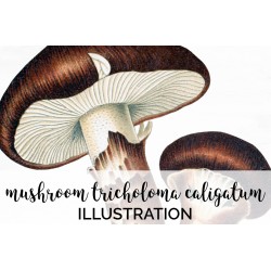 Mushroom Tricholoma Caligatum