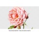 Pink Lyn Rose