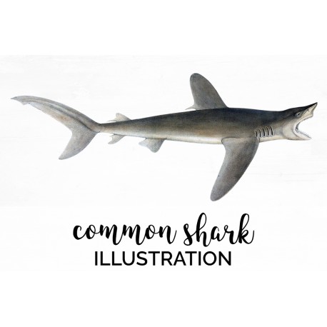 Common Shark