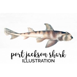Port jackson Shark