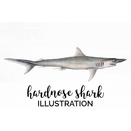 Hardnose Shark