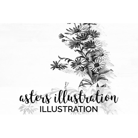 Asters Illustration